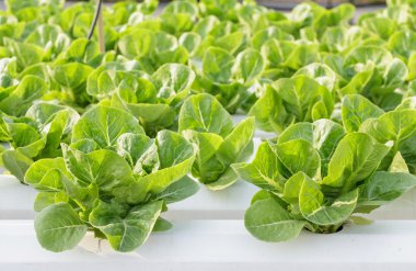 hydroponic sebze bir bahçe dikti.