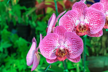 Kırmızı pembe orkide phalaenopsis closeup. Buket çiçek orkide. Orkide Tayland.