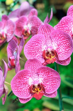 Kırmızı pembe orkide phalaenopsis closeup. Buket çiçek orkide. Orkide Tayland.
