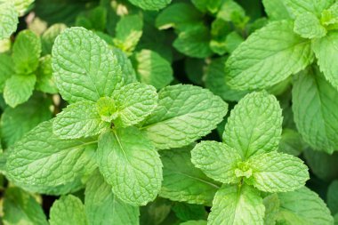 Mutfak nane, arka plan ve tasarım için sebze bahçesinde Marsh Nane otlar. Closeup yeşil mutfak nane yaprakları.
