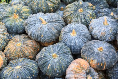 Yeşil kabak, kabak meyve pazarı.