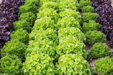 Hydroponic sebze bir bahçe dikti. Salata sebze. Taze organik sebze.