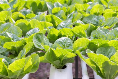 Hydroponic sebze bir bahçe dikti. Salata sebze. Taze organik sebze.