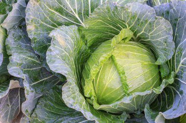 Bahçe, yeşil lahana doku, taze lahana, organik sebze büyük lahana.
