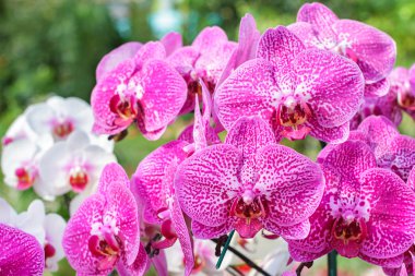 Kırmızı pembe orkide phalaenopsis closeup. Buket çiçek orkide. Orkide Tayland.