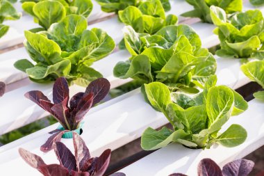 Hydroponic sebze bir bahçe dikti. Salata sebze. Taze organik sebze.