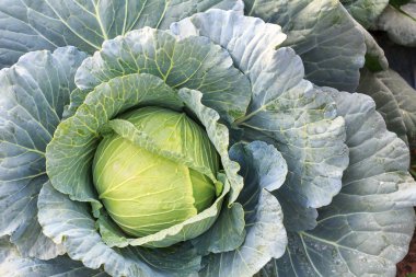 Bahçe, yeşil lahana doku, taze lahana, organik sebze büyük lahana.