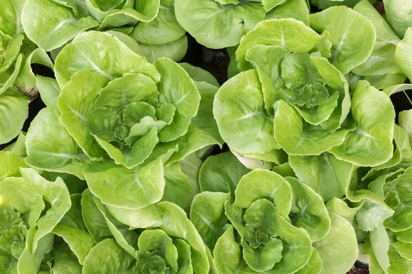 Sayuran organik segar yang tumbuh di peternakan, selada hijau, sayuran Salad . — Stok Foto