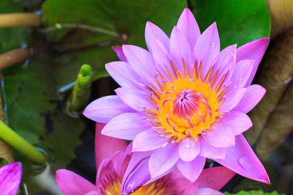 Beautiful pink lotus flower, Pink lotus blooming in the pond, Closeup lotus flower, Lotus flower of thailand.
