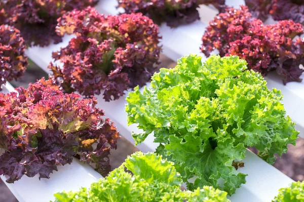 La verdura hidropónica se planta en un jardín. Ensalada de verduras. Verduras orgánicas frescas . — Foto de Stock
