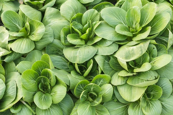 Sayuran organik segar yang tumbuh di pertanian, sayuran salad. Daun hijau tertutup dari sayuran . — Stok Foto