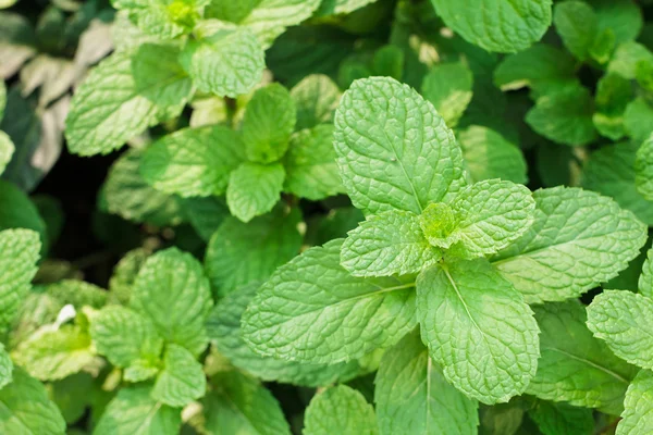 Kitchen Mint, Marsh Mint herbal di kebun sayuran untuk latar belakang dan desain . — Stok Foto