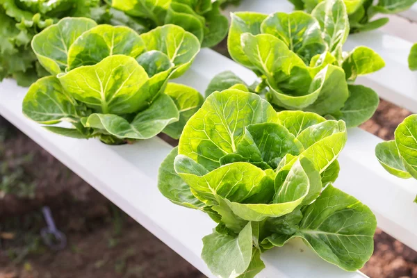 Sayuran hidroponik ditanam di kebun, sayuran organik segar, sayuran salad . — Stok Foto