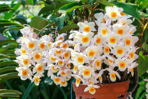 Closeup of white yellow orchid phalaenopsis. Bouquet of flowers orchids. orchids of thailand.