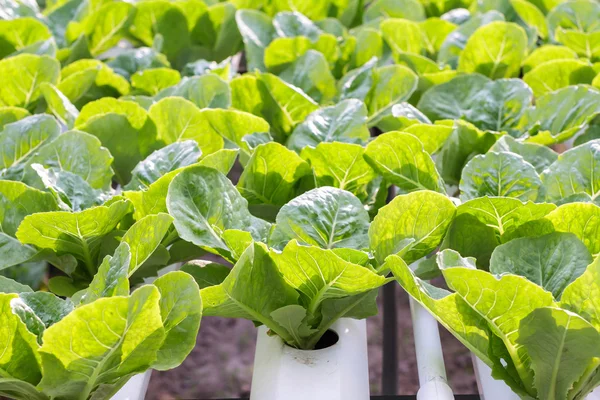 Sayuran hidroponik ditanam di kebun. Sayuran salad. Sayuran organik segar . — Stok Foto
