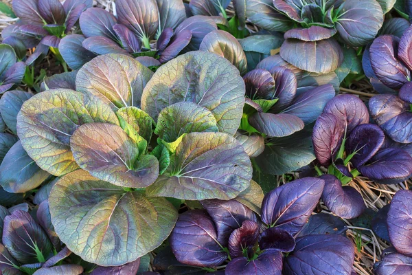 Sayuran organik segar tumbuh di peternakan. Sayuran salad . — Stok Foto