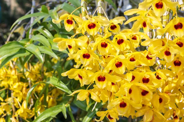 Gros plan de phalaenopsis d'orchidée jaune. Bouquet d'orchidées de fleurs. orchidées de thaïlande — Photo