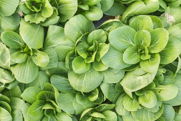 Sayuran organik segar yang tumbuh di pertanian, sayuran salad. Daun hijau tertutup dari sayuran . — Stok Foto