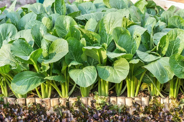 Sayuran organik segar yang tumbuh di peternakan, selada hijau, sayuran Salad — Stok Foto