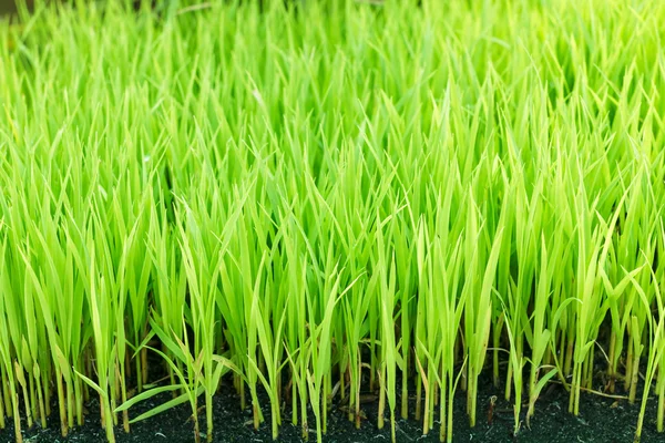 Giovane campo di risaia verde. risone verde giovane. Piante di riso verde. Piantine di riso verde foglia campo di grano . — Foto Stock