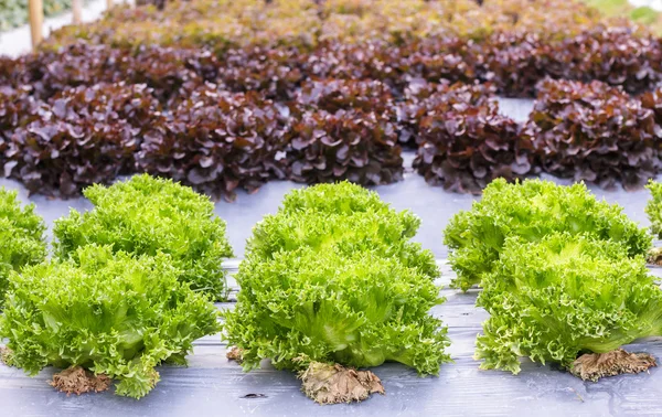 Sayuran organik segar yang tumbuh di peternakan, selada hijau, sayuran Salad — Stok Foto