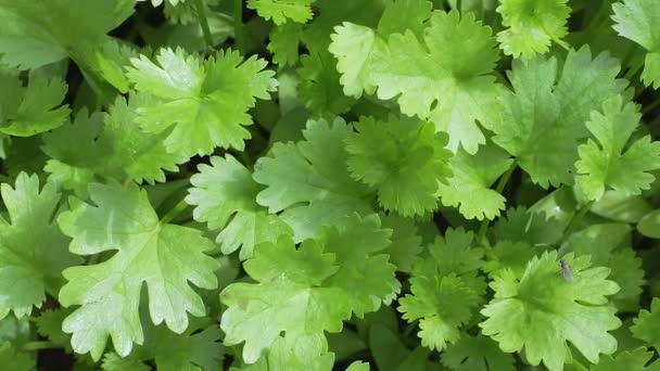 Planta Cilantro Huerta Para Diseño Conceptos Salud Alimentación Agricultura Fondo — Vídeos de Stock