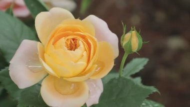 Baharda bahçede güzel sarı gül çiçeği.