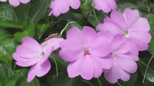 Impatiens Hawkeri Nowa Gwinea Niecierpliwych Kwiaty Ogrodzie — Wideo stockowe