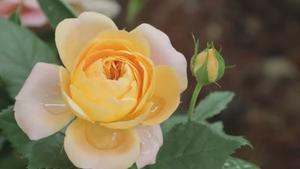 Hermosa flor de rosa amarilla en el jardín en el día de primavera. — Vídeos de Stock