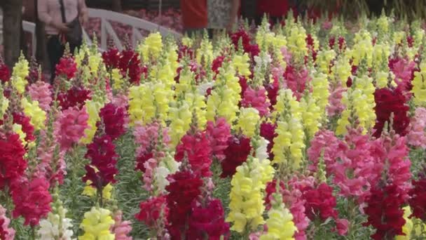 Bellissimi Fiori Dentice Che Sbocciano Primavera Antirrhinum Majus — Video Stock