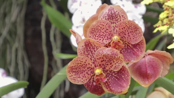 Orchideeënbloem Orchideeëntuin Winter Lentedag Vanda Orchidee — Stockvideo