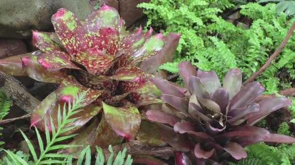 Bromeliad Urn Φυτό Στον Κήπο — Αρχείο Βίντεο