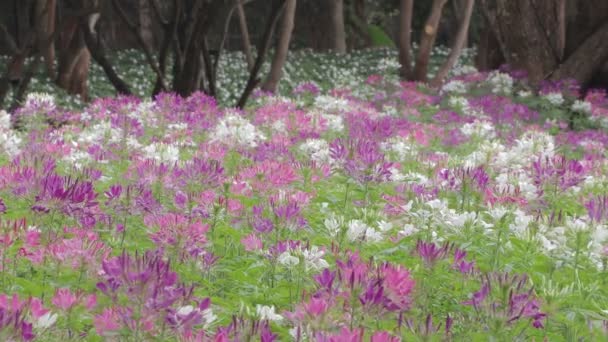 春の日に美しいスパイダーの花やクリームスピノーザ — ストック動画