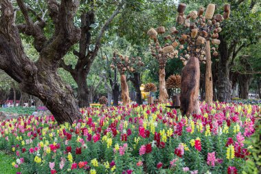 Baharda bahçede Aslanağzı çiçekleri. Antirrhinum majus.
