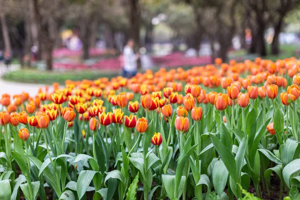 Bunte Tulpen Einem Windigen Frühlingstag — Stockfoto