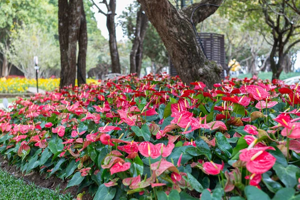 Red Anthurium Bunga Mekar Kebun Stok Gambar Bebas Royalti