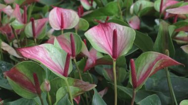 Bahçede çiçek açan Anthurium.