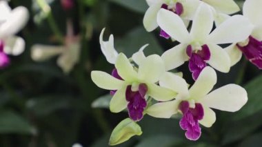 Bahçedeki orkide çiçekleri. Dendrobium Orkidesi