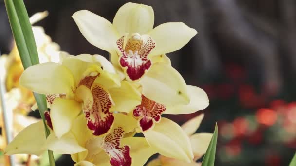 Kwiaty Storczyka Ogrodzie Cymbidium Orchidaceae — Wideo stockowe