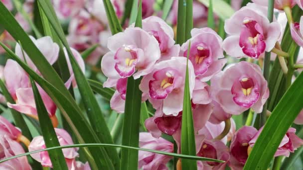 Orchideenblumen Garten Cymbidium Orchidaceae — Stockvideo