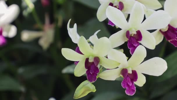 Kwiaty Storczyka Ogrodzie Orchidea Dendrobium — Wideo stockowe