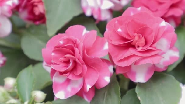 Frumoasă Floare Trandafir Roz Grădină Ziua Primăvară — Videoclip de stoc