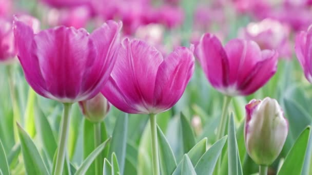 Des Tulipes Colorées Par Jour Printemps Venteux — Video