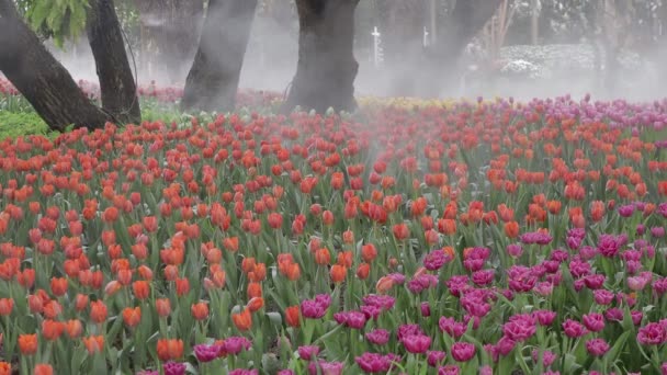 Tulipanes Coloridos Día Ventoso Primavera — Vídeo de stock