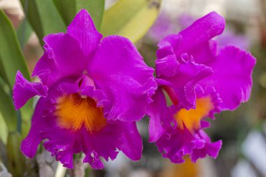 Bahçedeki orkide çiçekleri. Cattleya Orkidesi