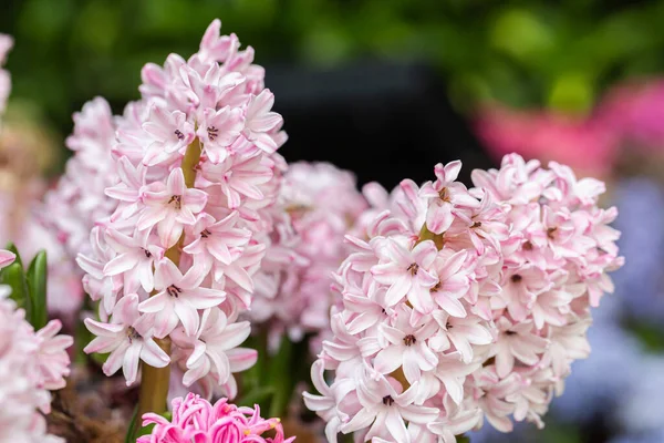 Fiore Giacinto Giardino — Foto Stock