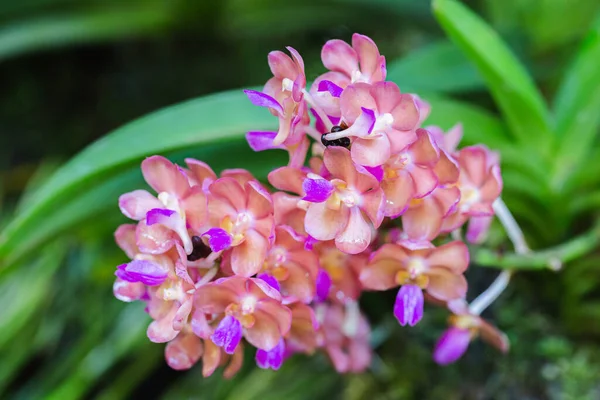 Fleurs Orchidée Dans Jardin Rhynchostylis Orchidaceae — Photo