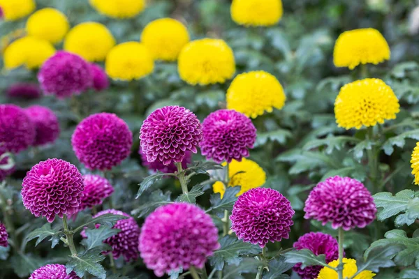 Pompom chrysanthemums flower in the garden at sunny summer or spring day