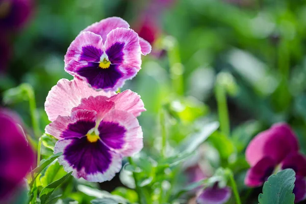 Güneşli yaz ya da bahar gününde bahçede Viola çiçeği.