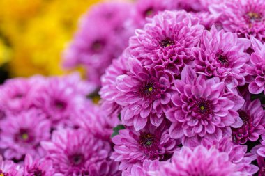 Bahar günü bahçede kasımpatı çiçeği